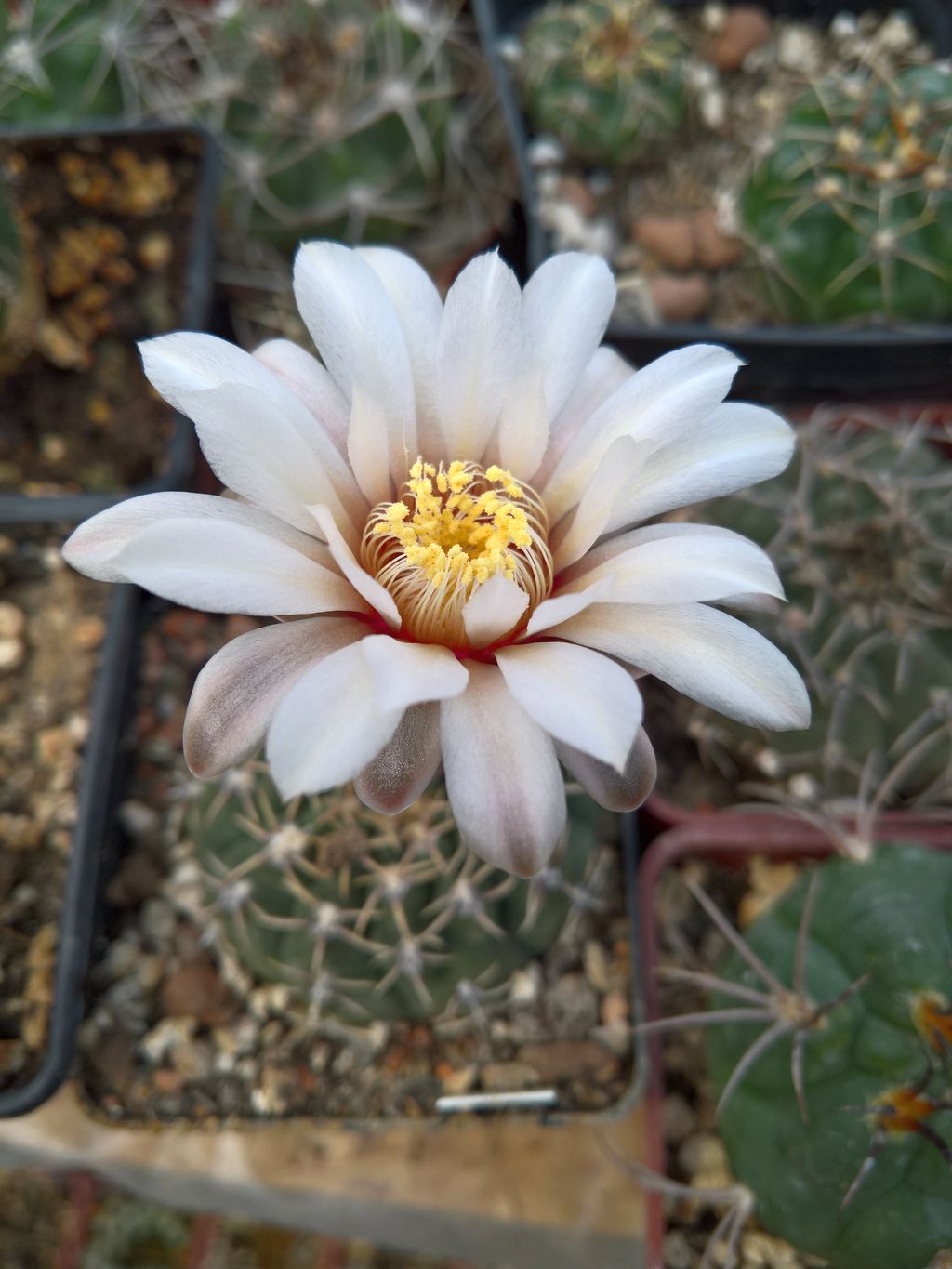 Gymnocalycium asterium